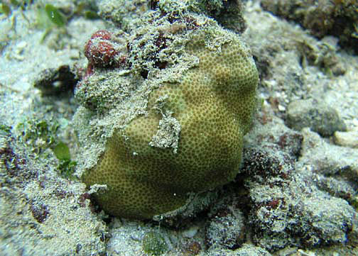  Goniastrea retfiormis (Honeycomb Coral, Pineapple Coral)